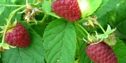 Malina indijsko ljeto